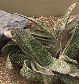 Gasteria verrucosa var. latifolia