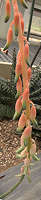 Gasteria parvifolia