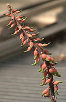 Gasteria brachyphylla var. brachyphylla flower