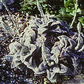 Haworthia pygmaea