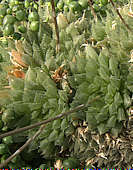 Haworthia marumiana