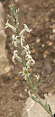 Haworthia pygmaea flower