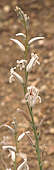 Haworthia altilinea flower