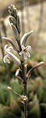 Haworthia planifolia