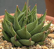 Haworthia limifolia green form