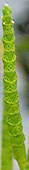 Salicornia dolichostachya stem