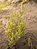 Salicornia europea