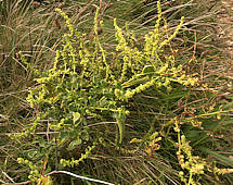 Beta vulgaris subsp. maritima - Durlston Cliffs, Dorset