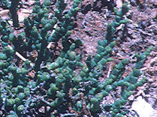 Allenrolfea occidentalis - Death Valley