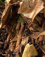 Clivia nobilis fleshy roots