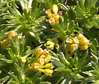 Azorella trifurcata