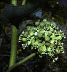 Asclepias erosa flower - Anza-Borega Park, California