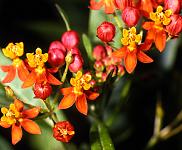 Asclepias curassavica - in cultivation