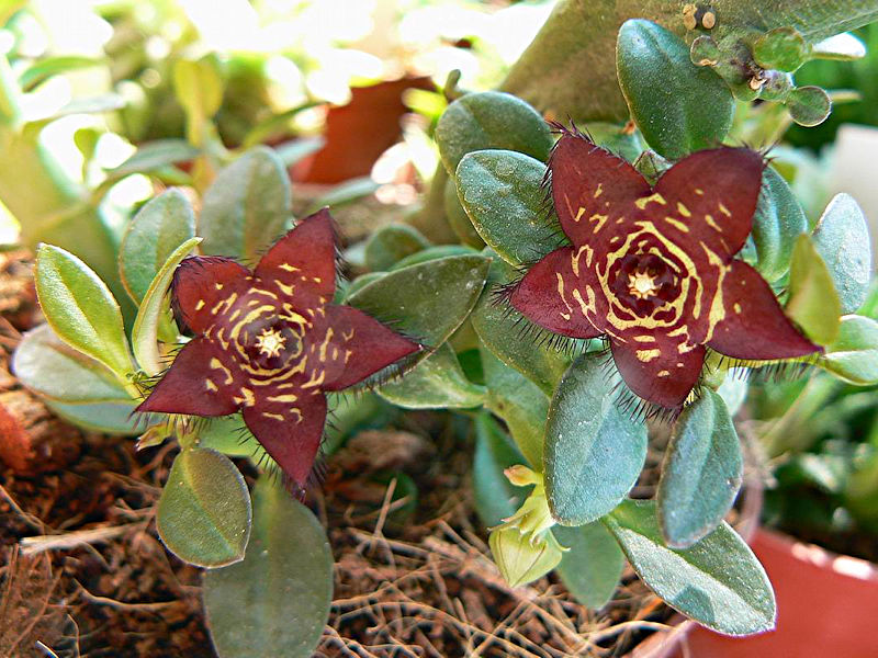 Details about   Caralluma socotrana Asclepiadaceae succulent plants Garden Plants High 5-6cm 