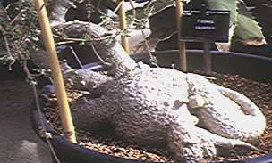 fockea capensis
