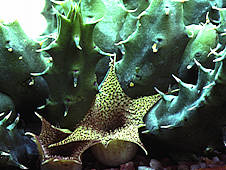 Huernia boleana