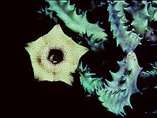 Huernia brevirostris