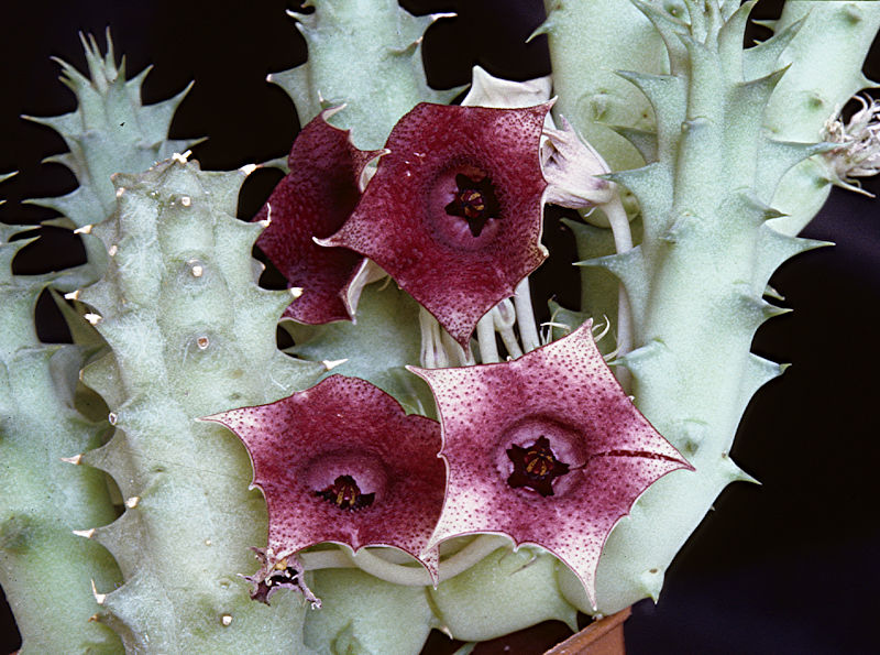 Huernia primulina CUTTING Asclepiadaceae  Succulent Cactus 