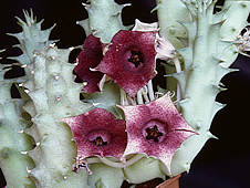 Huernia macrocarpa