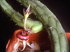 Huernia procumbens