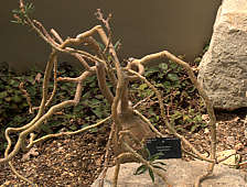 pachypodium bispinosum