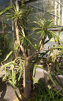 Pachypodium geay
