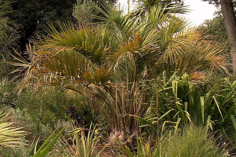 Trachycarpus Fortunei. Double stipe. -18°C/-20°C - Oasis Garden