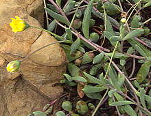 Othonna capensis