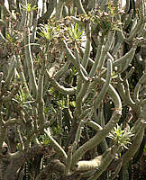 Senecio kleinia Syn. Kleinia nerifolia