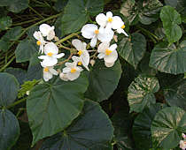 Begonia sandersii