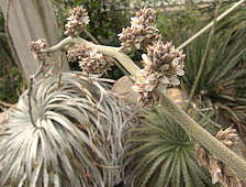 Hechtia argentea