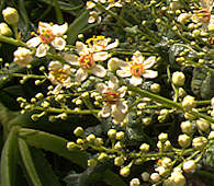 Boswellia sacra flower