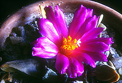 Ariocarpus scapharostrus - cultivated, flower