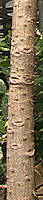 Brasiliopuntia brasiliensis trunk