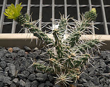 Cylindropuntia whipplei