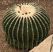 Echinocactus grusonii spineless form