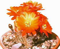 Echinopsis pygmaea