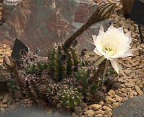 Echinopsis comarapana