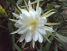 Epi hybrid, white, perfumed