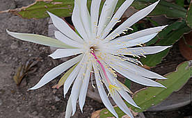 Epiphyllum hookeri