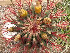 Ferocactus pilosus fruit
