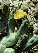 Maihueniopsis bolivianum - Holly Gate Cactus Nursery reference collection