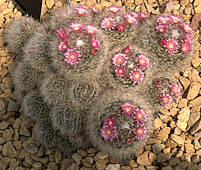 Mammillaria bocasana (pink flower) - cultivated