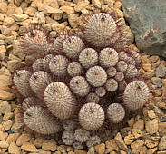 Mammillaria perezdelarosae