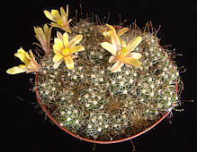 Mammillaria surculosa
