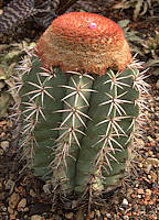Melocactus zehntneri - RBG Kew