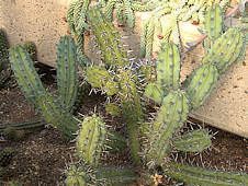 Myrtillocactus cochal - RBG Kew