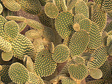 Opuntia microdasys