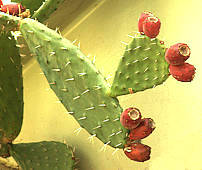 Opuntia lasiacantha