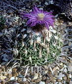 Stenocactus crispatus - Holly Gate Cactus Nursery reference collection